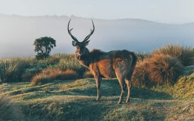 samba deer